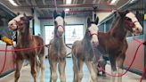 Budweiser Clydesdales welcome 4 new foals ahead of Super Bowl