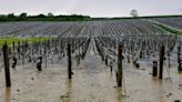 ‘Ping pong-sized’ hailstones ravage famous French wine region