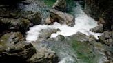 North Vancouver park ranger catches tree cutters red handed in Lynn Canyon