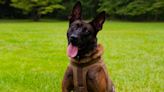 SC man charged with death of K9 killed in line of duty, Lexington sheriff says