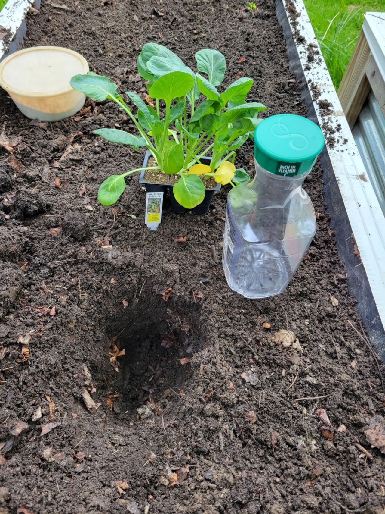 An ingenious reader hack to keep your tomato seedlings watered in Northeast Ohio