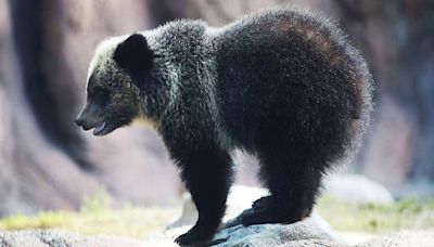 Group of people caught on video pulling bear cubs from tree to take pictures with them