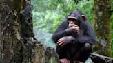 Wild Chimpanzees May Practice Natural Medicine