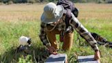 Cities scramble for trees that can adapt to a changing climate