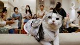 Hot dogs - and cats - get wearable fans to beat Japan's scorching summer