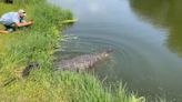 Gator found underneath plane at MacDill Air Force Base safely released at Gatorama