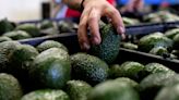 Fact Check Team: From avocados to Wi-Fi, the alarming growth of Mexican cartel control