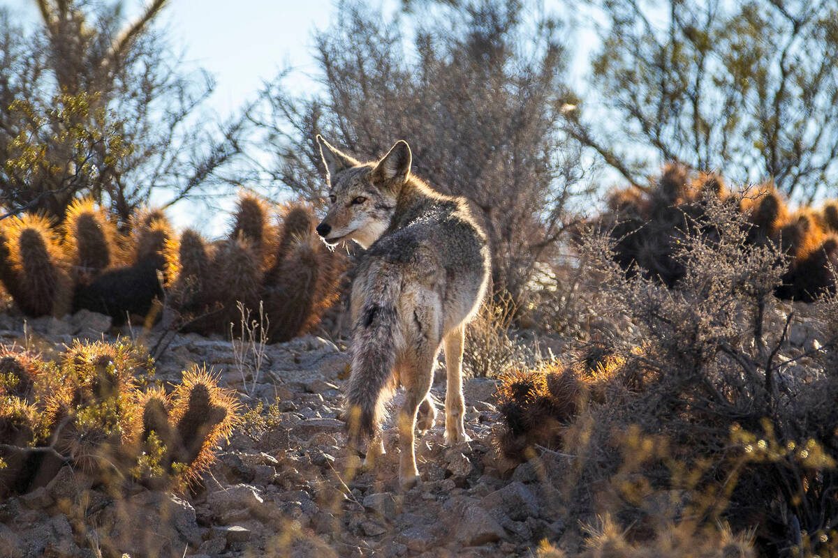 2 women bitten by coyotes; NDOW warns Henderson trail-goers to be cautious