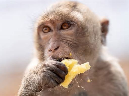 Streit um Affenversuche: Forscher darf vorerst weitermachen