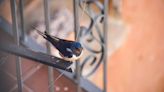 Tips to prevent barn swallow nests this spring