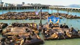 Record number of sea lions swarm SF's Pier 39; largest gathering in about 15 years, officials say