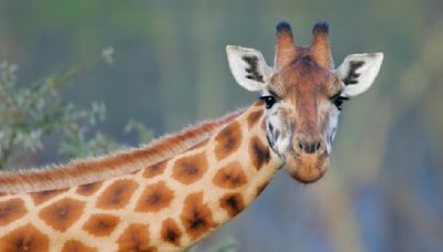 Careless tourist literally gets a kick out of a grouchy giraffe