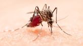 Local Malaria Cases Just Popped Up In The U.S. Here's What You Need To Know.