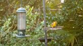 Mark Lane: 'One-in-a-million' mutant bird spotted on my feeder