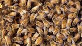 All the buzz! Florida Bee Rescue dedicated to saving the bees for more than 40 years
