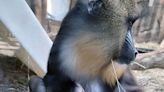 Baby mandrill born at Peoria Zoo. What you need to know about the new addition