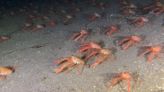 Mobs of tuna crabs descend on Southern California waters