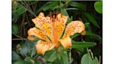 New Japanese lily species identified, first addition to sukashiyuri group in 110 years