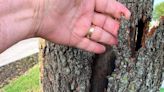 What’s wrong with my tree? Answers to the most common questions from Texas gardeners.