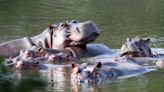 Colombia to relocate Pablo Escobar’s ‘cocaine hippos’ because they won’t stop breeding