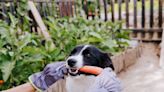 What Vegetables Can Dogs Eat? (19 to Go for & 8 to Avoid)