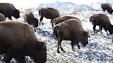 Nez Perce Tribe hunter hurt by ricocheted bullet while dressing bison he shot outside Yellowstone