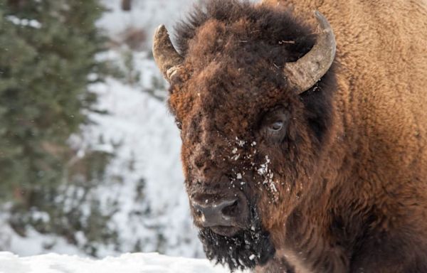 Yellowstone Visitor, 83, Seriously Injured After Being Gored by Bison