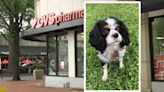 Arlington dog owner plans to file lawsuit against CVS over prescription mix-up