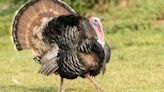 Spring wild turkey hunting season begins in Maine