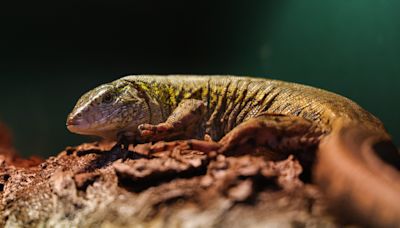 Nashville Zoo makes history as first zoo to breed mysterious, South American lizard species