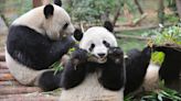 In a new round of 'panda diplomacy,' China sends giant bears to the U.S. after two decades