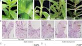 Roots of abundance: unraveling the auxin-sucrose n | Newswise