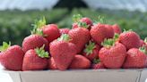 Improving weather generates abundance of strawberries for sale