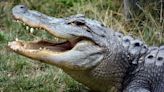 Elderly Florida woman attacked by alligator inside gated community