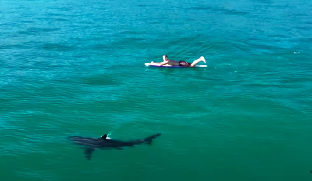 Southern California Surfers Better Get Used to Seeing Great White Sharks