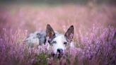 Is Lavender Safe For Dogs? Not Really, According to a Veterinary Toxicologist