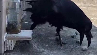 La increíble astucia de un cuervo para conseguir un objetivo vital