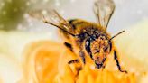 CITRUS PATRIMONIAL: Un Pilar en la Protección de las Abejas Yucatecas