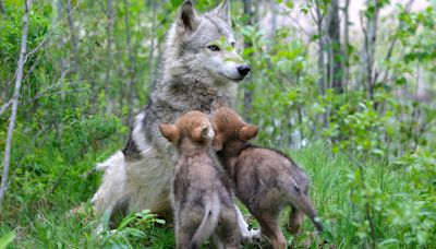 Oldest Wolf in Yellowstone Just Made News by Having Another Litter of Pups