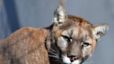 LA is one of two megacities living with feline predators; database has info on 100 mountain lions