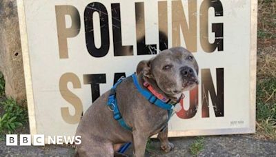 Bristol in pictures: Polling day pooches and football