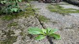 Kill driveway weeds ‘overnight’ with 65p household staple