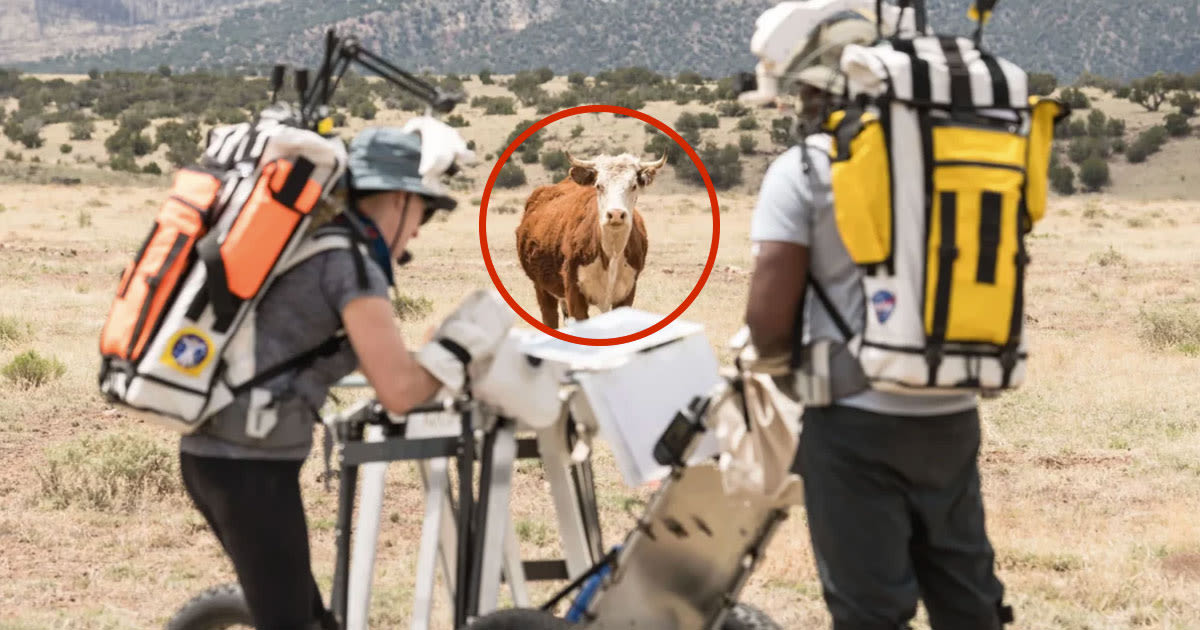 NASA Astronauts Run Into Cow While Practicing for Lunar Landing