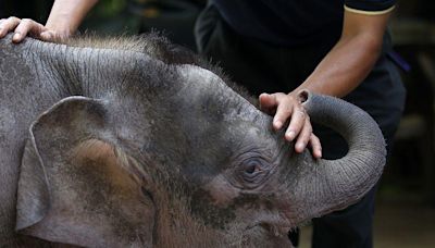 World's smallest elephant in danger of dying out