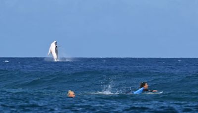 Humpback Whale Drops In on Olympic Surfing Finals in Tahiti