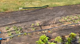 Flowers damaged, tire tracks left behind at Greenville U-pick farm, owner says