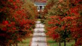 To rake or not to rake: Experts offer tips on how to handle autumn leaves in Middle TN