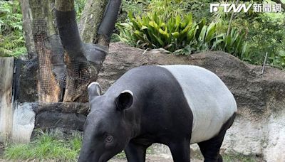 北市動物交換運輸過程出事！日本馬來貘抵台已無生命跡象！