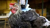 OMS pide estar alerta tras confirmarse la primera muerte por gripe aviar en México