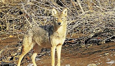 Brookfield Parks and Rec warn of aggressive coyote at Williams Park